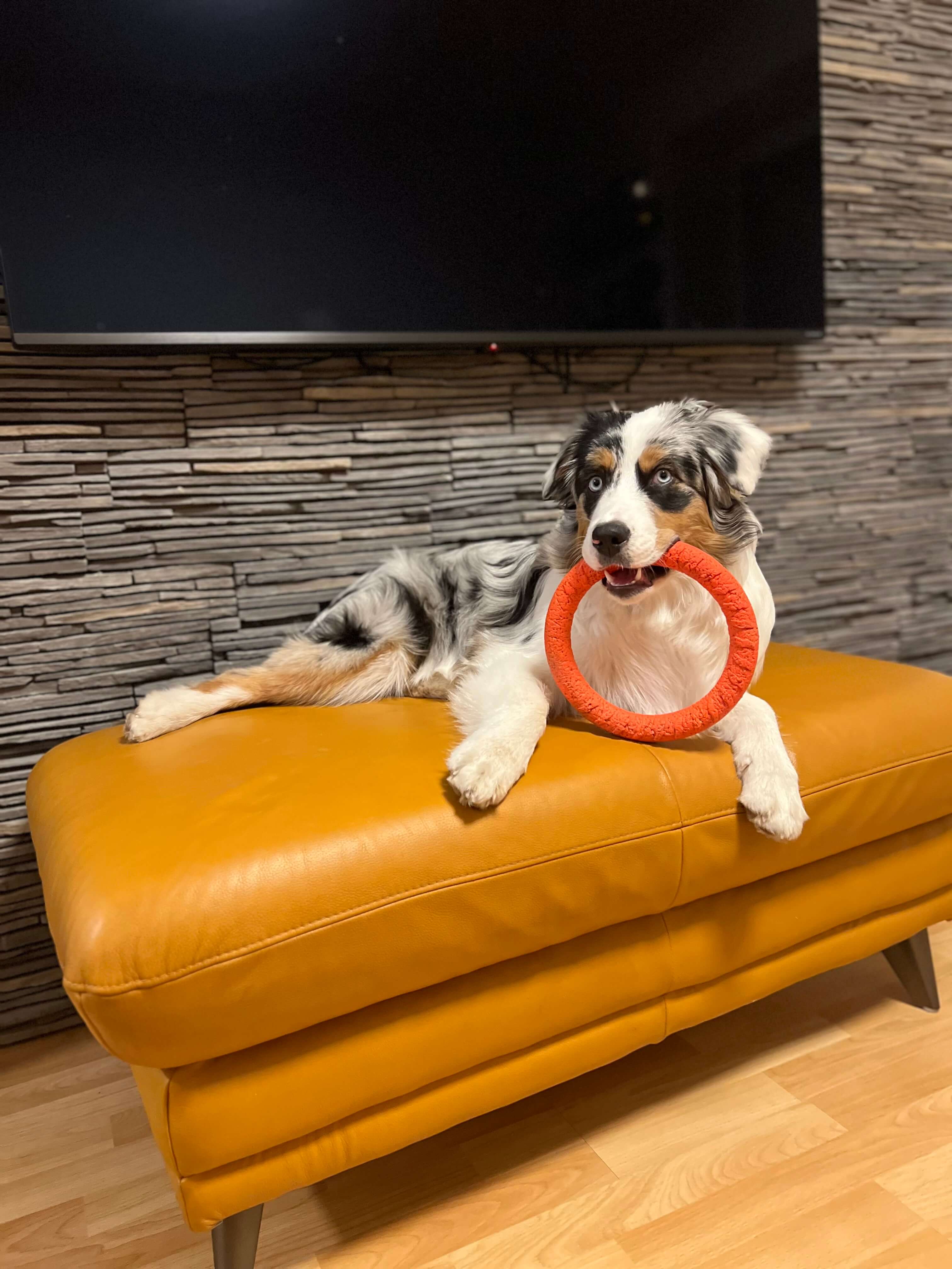 Archie jako štěně